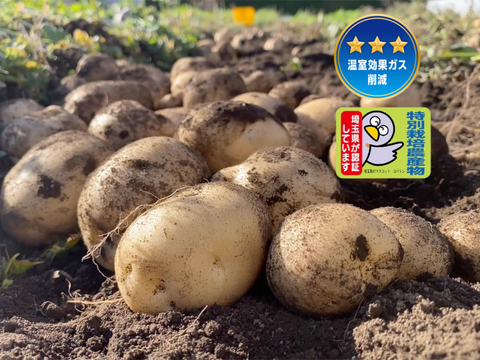 【自然栽培🍀固定種デジマ 1Kg】毎年種芋を繋いでいます🥔程よくほっくり・コクと甘さが特徴