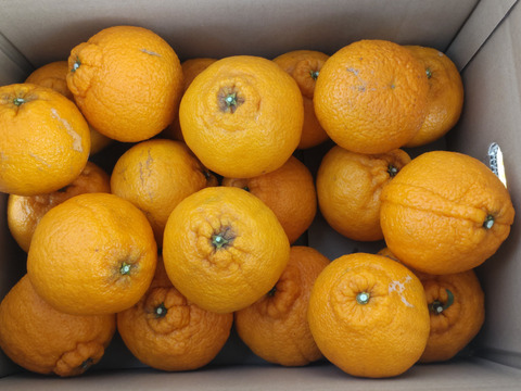 訳あり！不知火「約5キロ」