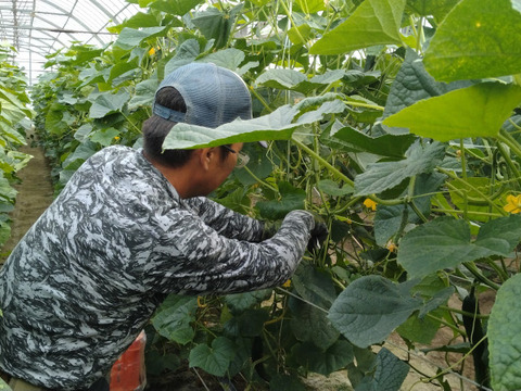 【埼玉県　本庄産】朝採り!わけあり!秋きゅうり(約2㎏)