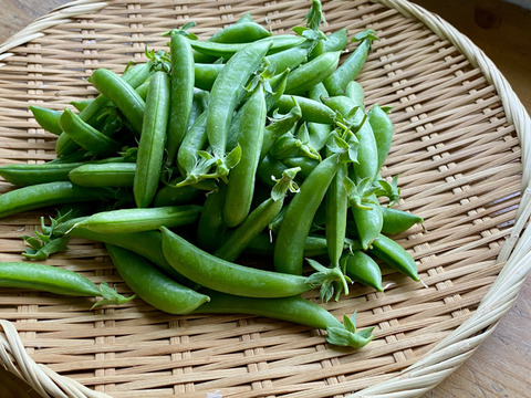 【自然栽培🍀朝採りスナップエンドウ500g】自家採種10年以上・脇役じゃ勿体無い！メインディッシュで召し上がれ🎶