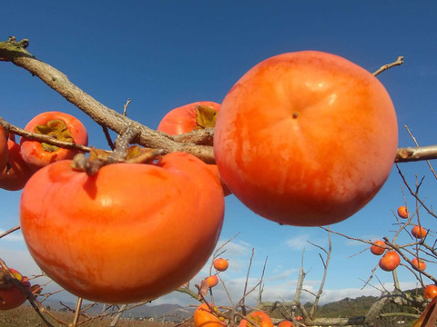 お買い得品【富有柿　ご自宅用】Lサイズ　15個入り