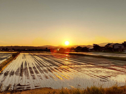 雪蔵銀ぴか米（ひとめぼれ）10㎏