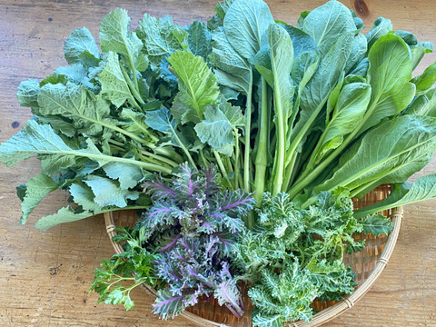 【自然栽培🍀60サイズ】春を感じる🌸採れたて！旬菜セット