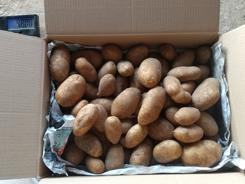 自然栽培　ジャガイモ（メークイン・北海黄金）4.6ｋg　※簡易包装でのお届けです。