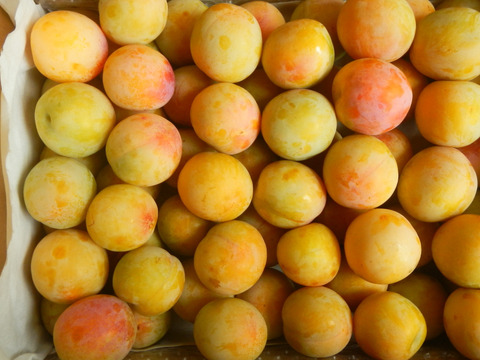 味と香りが自慢のすもも　彩の姫（小）　約2.5Kg ご家庭用