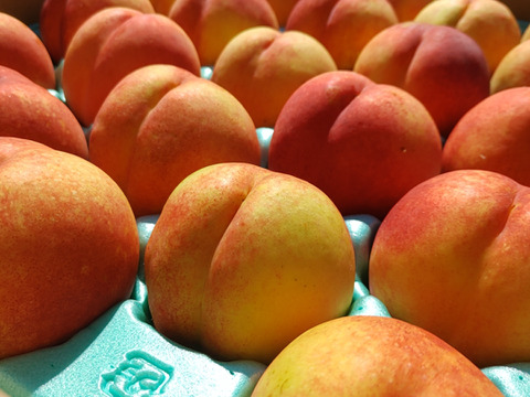 訳あり！大特価　青森県産ネクタリン（豪華5kgセット残りわずか！）