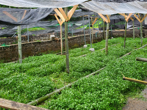 【2kg】クレソン　兵庫県産
