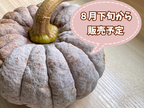 今期最終【自然栽培🍀在来種🎃秋田早生菊かぼちゃ１個・約1Kg】ほっくり甘うま！使い切りサイズ