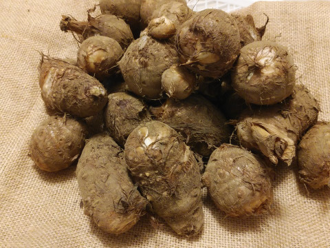 【粘り控えめ】農薬・化学肥料不使用 里芋(土垂)*1.5㎏
