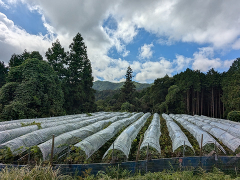 甘くてサッパリ！岡山県産シャインマスカット２キロ（4〜5房）