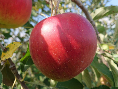 収穫始まりました。今も昔も思い出懐かし林檎「紅玉！」約5kg・根強い人気品種/ アップルパイ作りませんか？型崩れしにくいですよ。/酸味の魅力、甘味もね！
