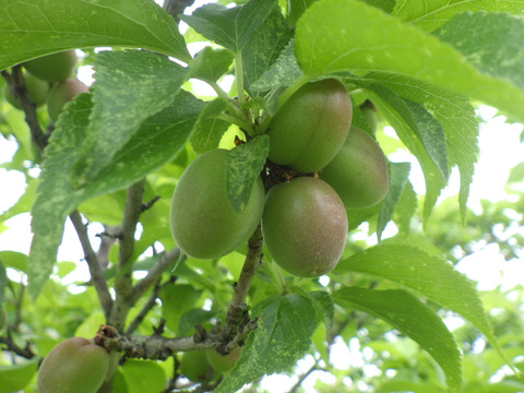 小梅】自然栽培 農薬不使用の安心青梅！サイズ混合2kg：群馬県産の織姫