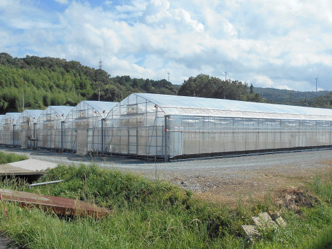 贈答用♪　島根県江津市産☆　　スパルタ生まれの笑ちゃん（１ｋｇバラ入り）　熨斗対応可能