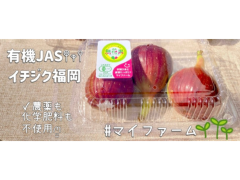 流行 お試しサイズ！【有機JAS】福岡県産いちじく 8〜9月より順次発送 果物