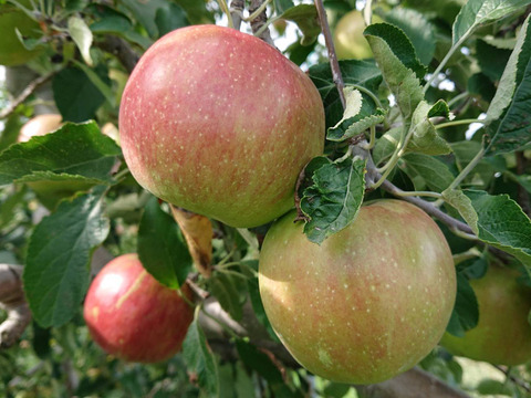 収穫始まりました。今も昔も思い出懐かし林檎「紅玉！」約5kg・根強い人気品種/ アップルパイ作りませんか？型崩れしにくいですよ。/酸味の魅力、甘味もね！