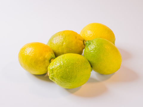 【天皇杯受賞農家】高知県大月町産・農家直送 こじゃんとレモン 5kg（化学肥料/防腐剤/ワックス不使用）