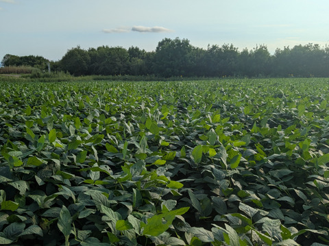 有機青大豆 大袖の舞 4kg  北海道十勝 “豆のまち”本別町 2025年産　オーガニック