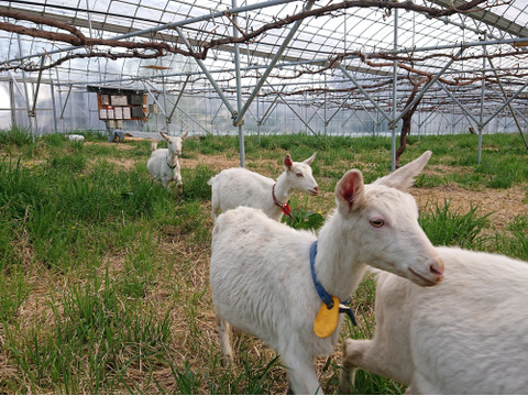令和7年7月下旬～8月上旬発送ハウス栽培長野県産シャインマスカット1㎏～1.2kg（2房～3房）