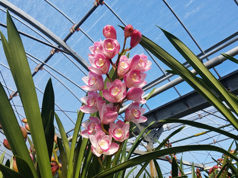 感謝御礼価格 シンビジウムの切り花 今季最終です 愛知県産の花 植物 食べチョク 産地直送 産直 お取り寄せ通販 農家 漁師から旬の食材を直送