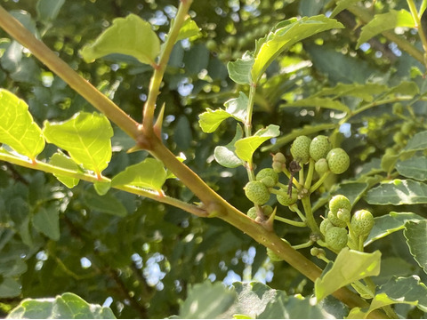 【自然栽培🍀葉山椒（木の芽）２５g】爽やかな香りをお届け！発送日に収穫します