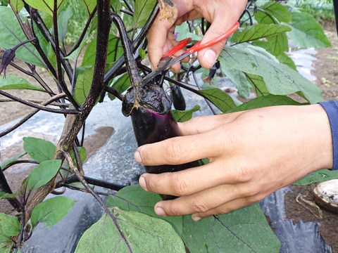 新鮮！朝採りのなす（５㎏）【終了間近（10/1 お届け分まで）】
