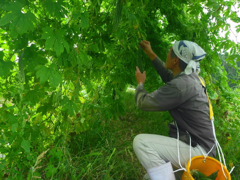 猛暑！スッキリパワー！ゴーヤ20本～農薬/化学肥料・不使用