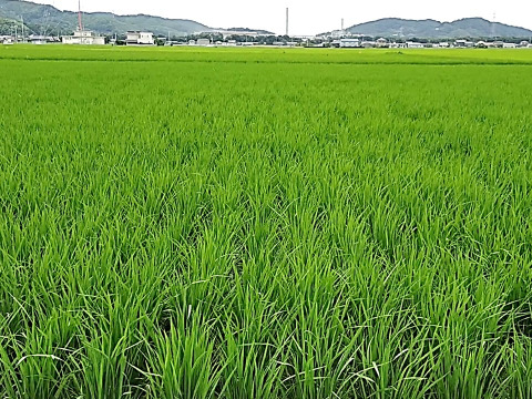 自然栽培のお米　20年以上　（23年度産　おいしい玄米20ｋｇ）昔の品種：朝日米　自家採取