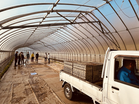 令和5年産 ひとめぼれ 5kg