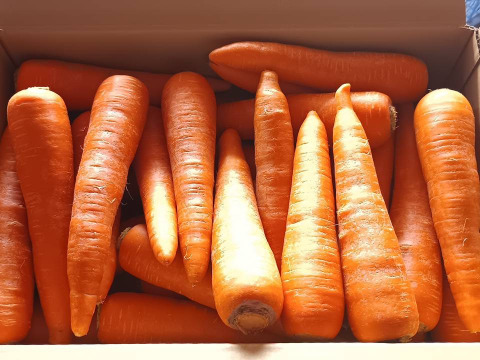 埼玉生まれ鶏ふん育ち！！緻密で甘みが強い極上の五寸にんじん【向陽２号！！】10kg！！