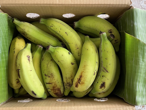 ビタミンC豊富、安心・安全！ブラジルバナナ  切り離し計2kg