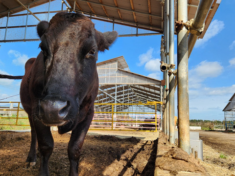 心に沁みる【愛され和牛】ことさくら　A4ランク黒毛和牛　肩ロース【すきやきカット】250ｇ　読み聞かせ絵本2冊つき【夏ギフト】対応可