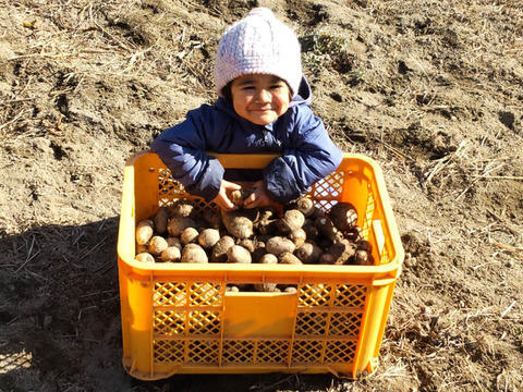 【自然栽培】 里芋２種類食べ比べセット！ 幻の里芋 烏播（ウーハン） ＆ 在来種の里芋 大野在来（大野芋）合計2.5kg