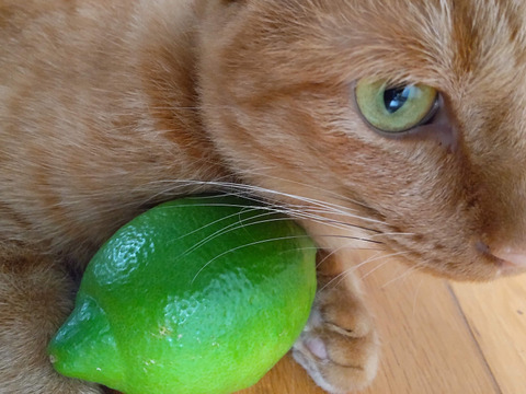 防腐剤、ワックス不使用　皮ごと使用激安広島県産レモン 訳あり品 4ｋg(約39個入)