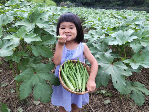 【自然栽培】３歳の娘も生でバクバク！ 丸オクラ 1.5kg