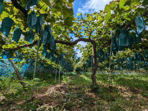 甘くて大粒！ピオーネ、シャインマスカットそれぞれ2房食べくらべセット（２kg）