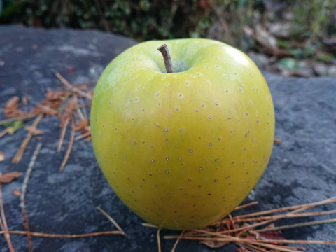 王林10kg　王林の甘さを味わって（名月も甘いけど王林の香りと甘さもぜひ！）お試し下さいませ。