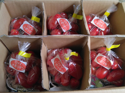 【冷蔵便】ろじとまと　ミニトマト”ロッソナポリタン”１ｋｇ入　【ちょっとだけ】