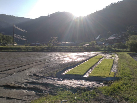 農薬不使用　米粉　2.7kg【900g✕3個】 ＋【玄米餅】約800g【20個前後】