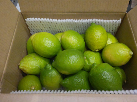 【B級品・2kg】瀬戸田産グリーンレモン