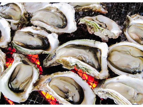 [まもなく終了！]【北海道唯一の養殖岩牡蠣】北海道奥尻産 厳選岩牡蠣｢奥伎｣(たっぷり20個入り) 焼いてよし！蒸してよし！生でもよし！ 4年もの！北海道でも珍しい養殖岩牡蠣を食べよう！