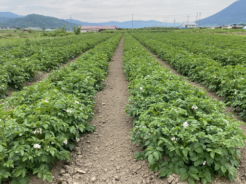 【夜市限定】厚切り！ポテトチップス（うす塩ガーリック味）60g×25袋入