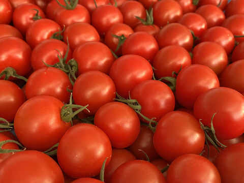【糖度と旨味を凝縮！】👑こだわり👑アザミュートマト🍅0.8㎏