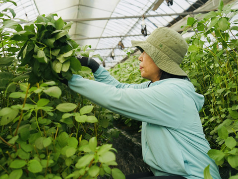 【2025年春  収穫】若くて柔らか！2番穫れモロヘイヤ（100g×10袋）