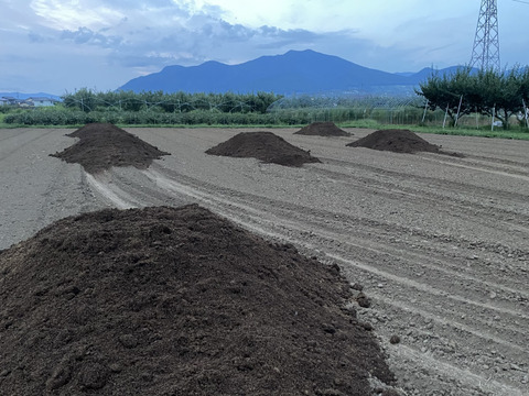 【500g入】マイルドな香味のニンニク「テラドー」