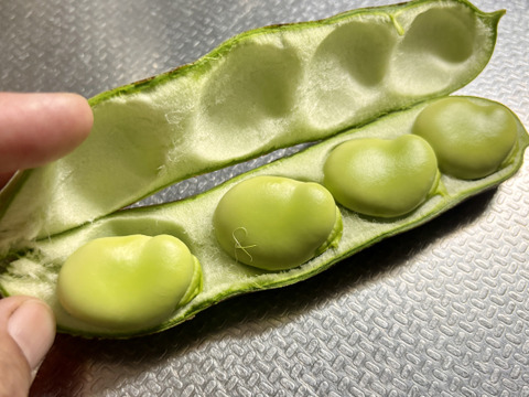 【自然栽培・自家採種🍀朝採りそら豆（さや付）】500g 15本前後・青臭くなく大粒で甘〜い！😋