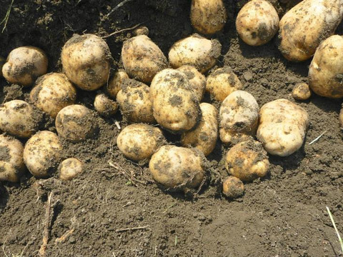 ほっくほく！＊＊男爵4k～農薬/化学肥料・不使用