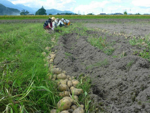 ほっくほく！＊＊男爵4k～農薬/化学肥料・不使用