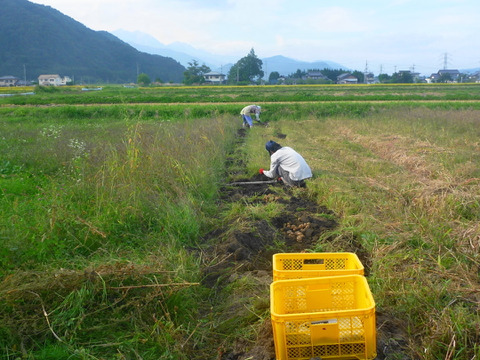ほっくほく！＊＊男爵4k～農薬/化学肥料・不使用