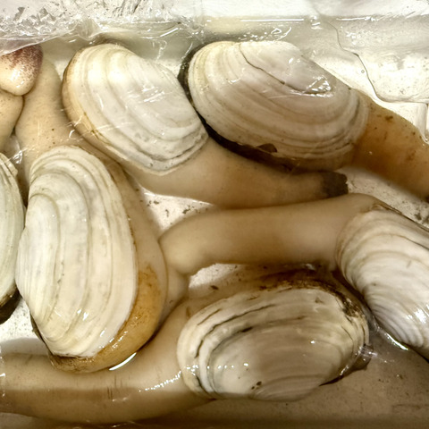 日間賀島産（漁師直送）今年も到来❗️ 高級貝 【白ミル貝】今が旬 2kg