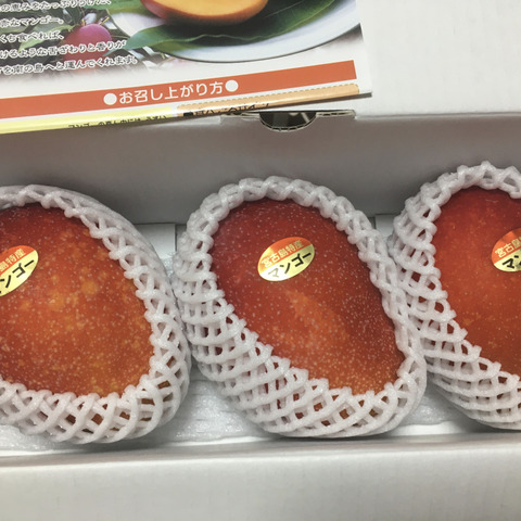 ☆2025年最終販売☆宮古島産マンゴー（ご家庭用1kg／2玉）【沖縄